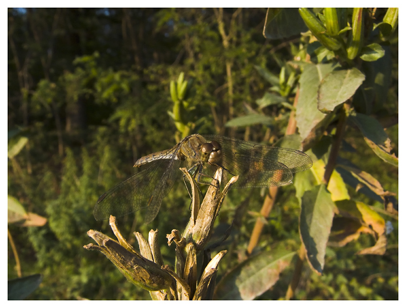 Libellula Quadrimaculata