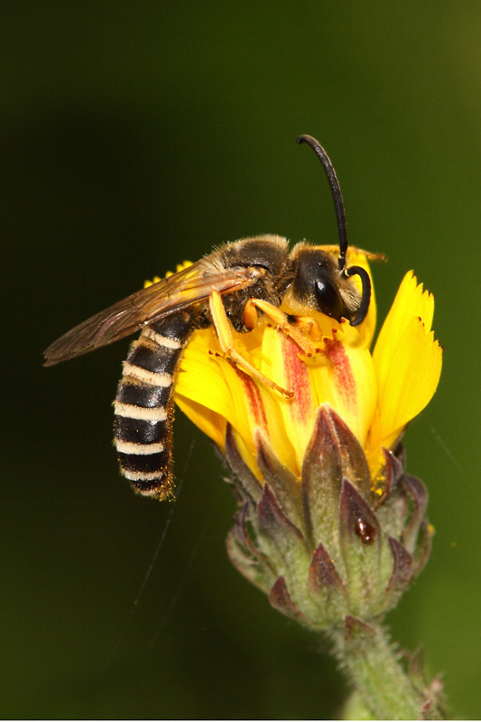Halictus scabiosae