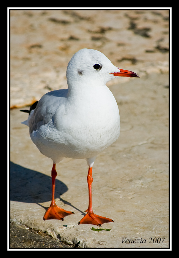 Gabbiano a passeggio