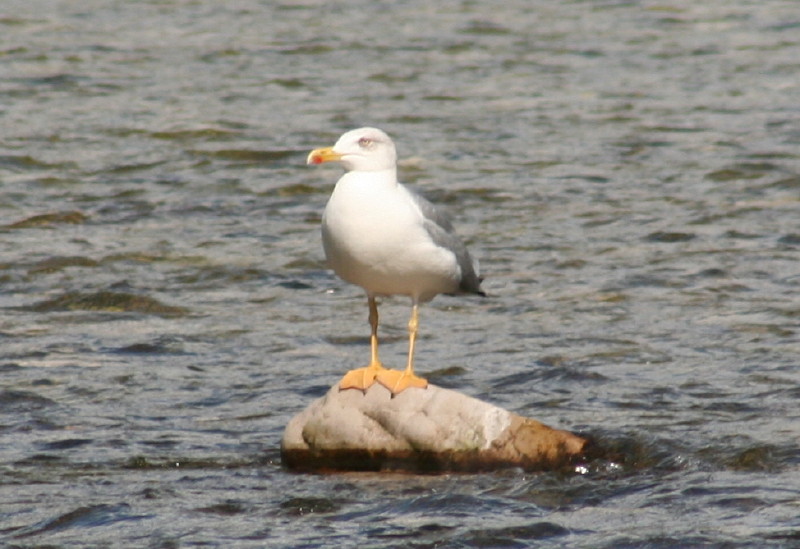 ...Incontro sul fiume Piave...