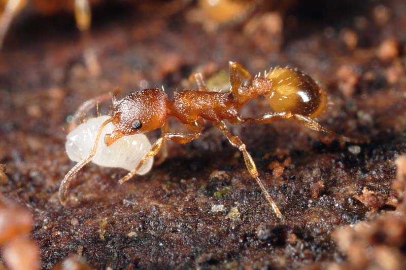 formica con larva
