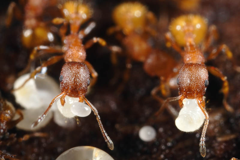 formica con larva 2