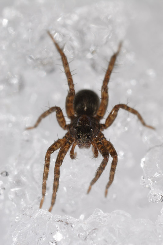 ragno su neve
