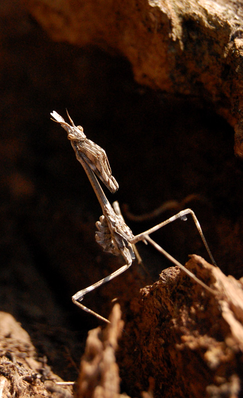 Empusa pennata2
