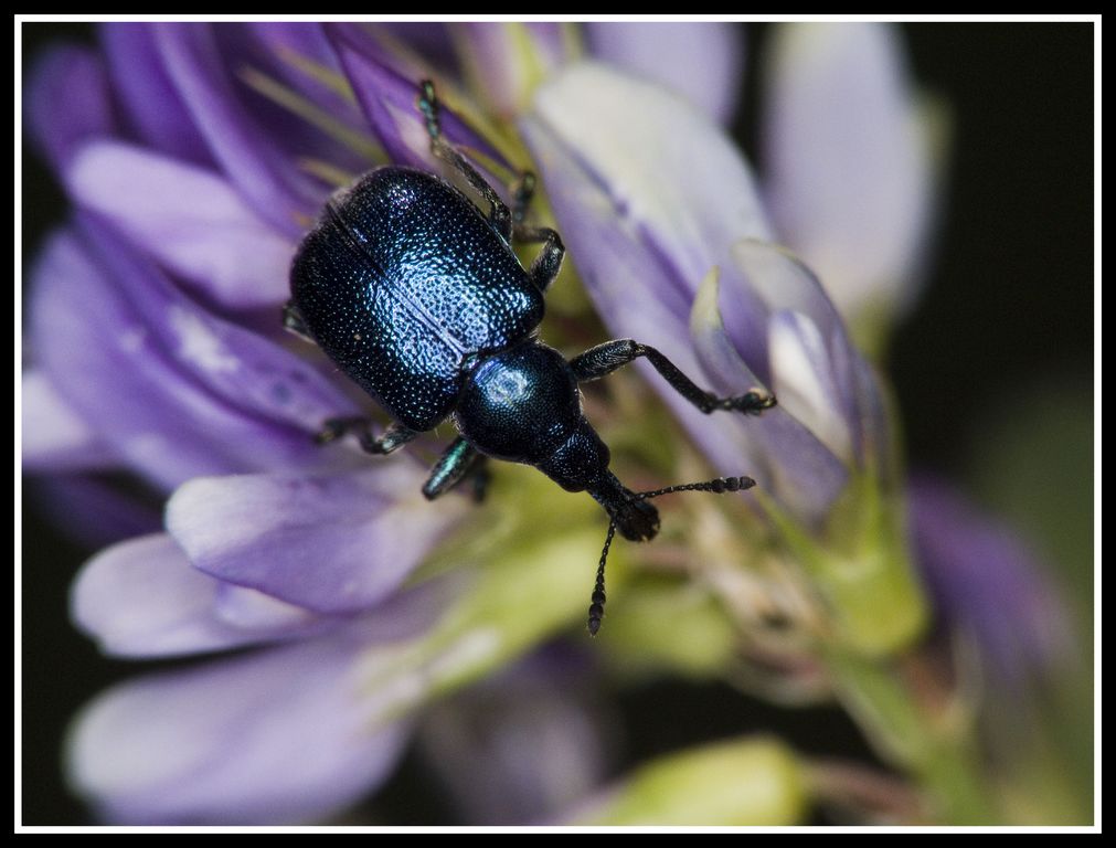 nasone metallico blu