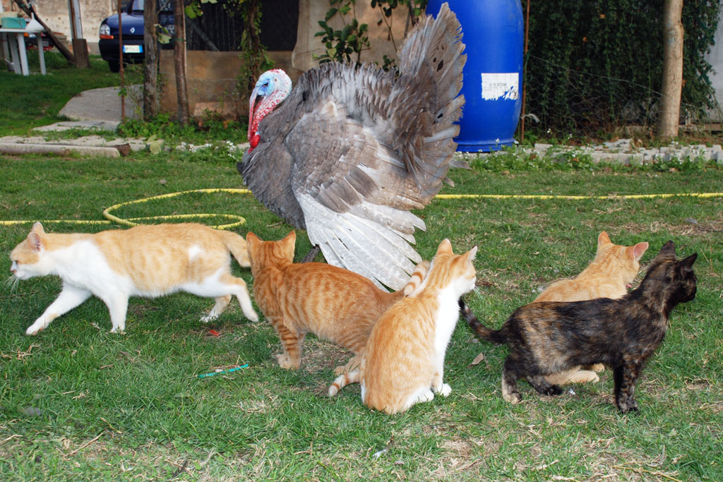 Don Rodrigo e i suoi Bravi