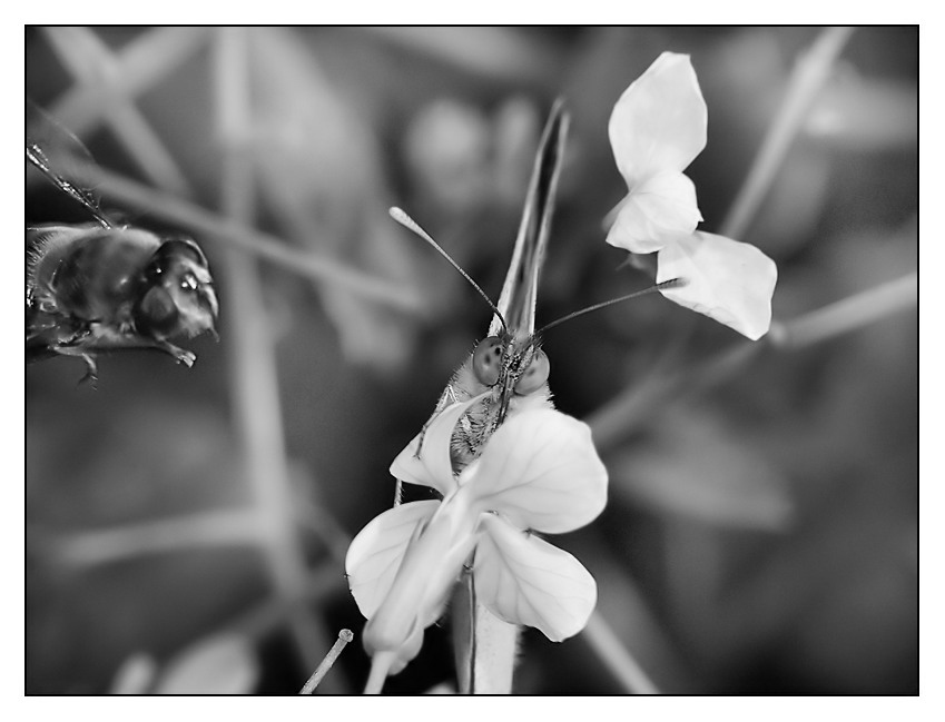 ::: ALL'ATTACCOOO...!!! :::