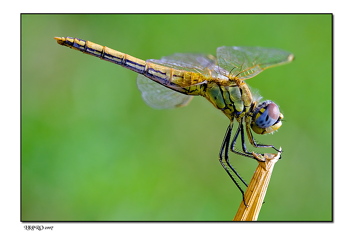 dragon fly