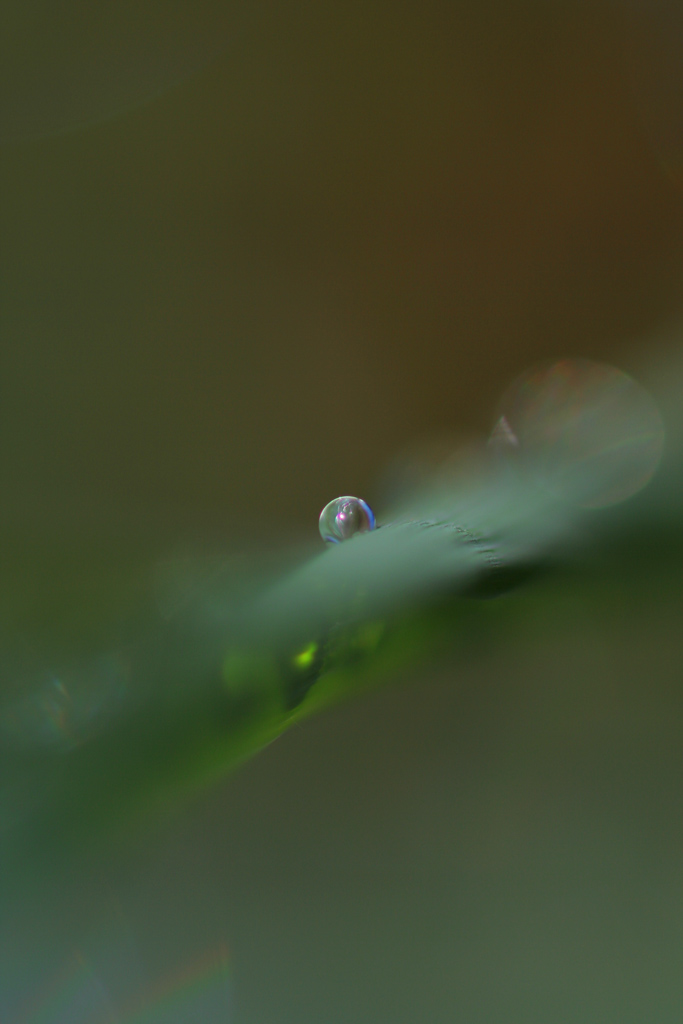 Una goccia di rugiada