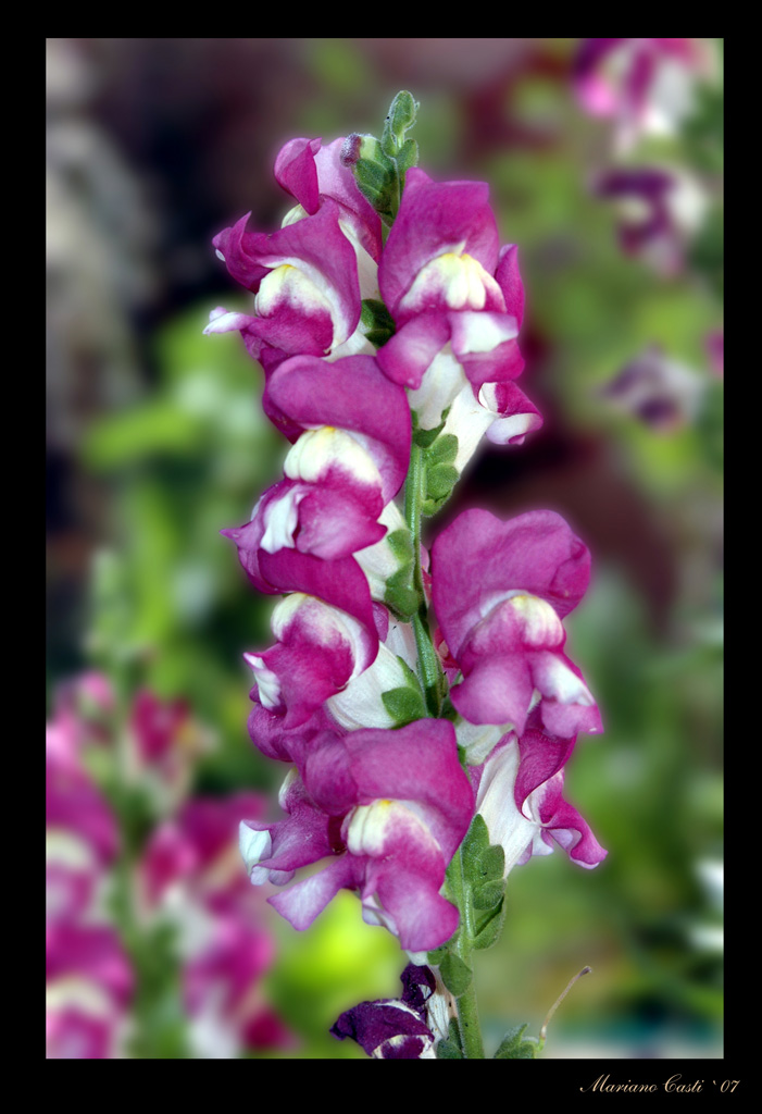 non ho fantasia 'sto periodo :D