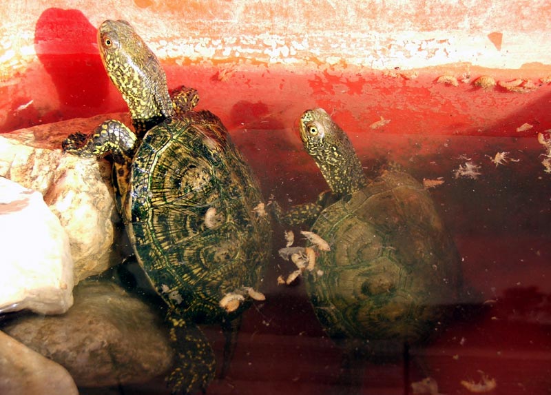 Tartarughe