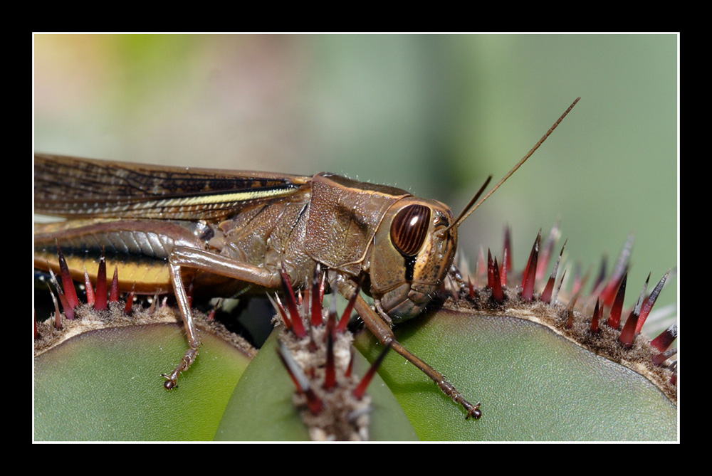 Prova 100 macro canon