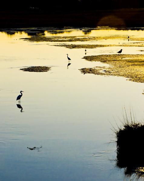 Tramonto in palude