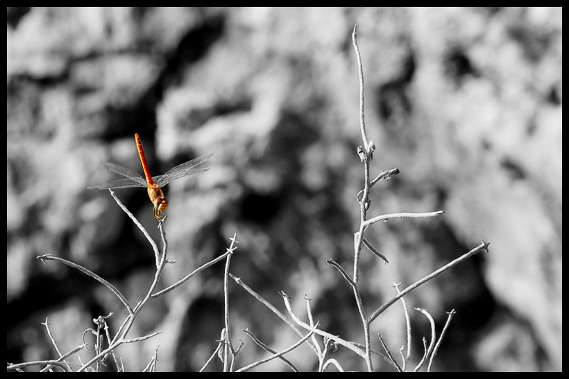 Libellula - Riserva di Capo Rama