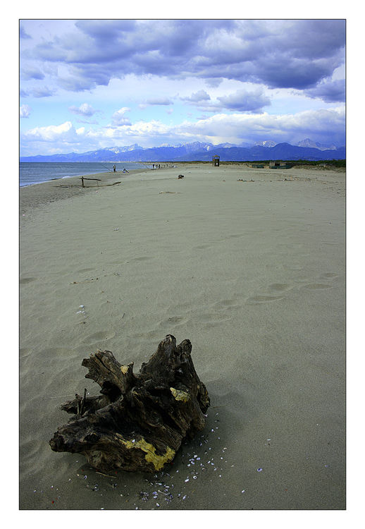 La radice grodante perle