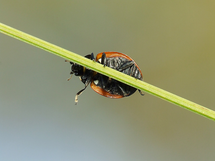 Coccinella acrobata
