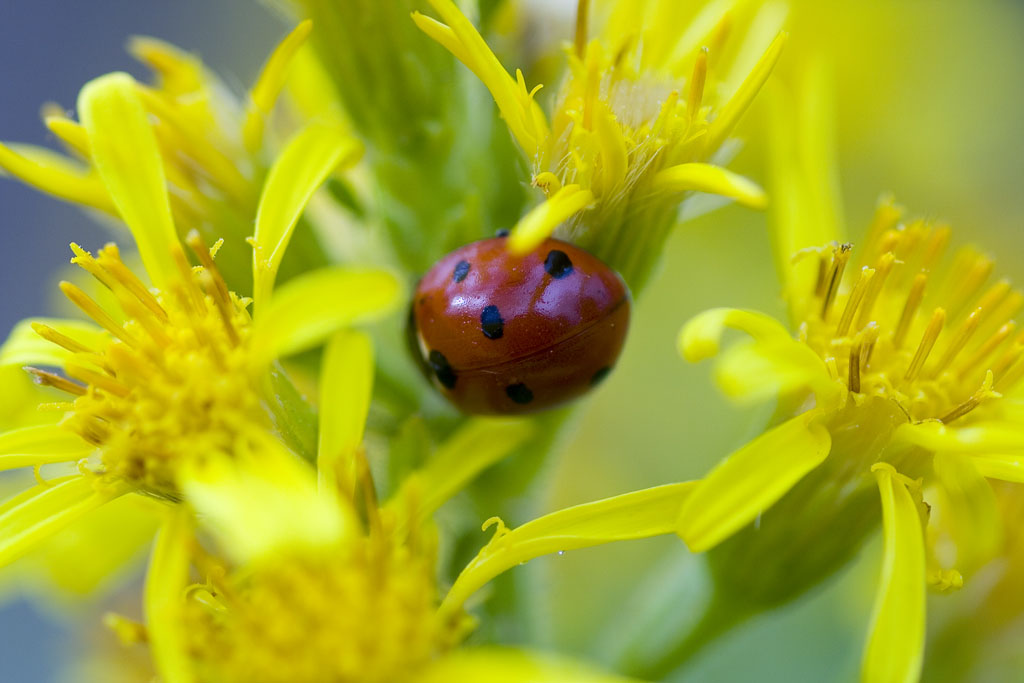 fra petali e pistilli...