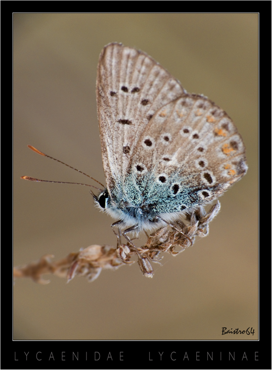 Lycaenidae Lycaeninae