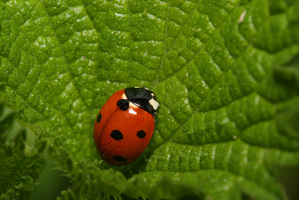 Coccinella