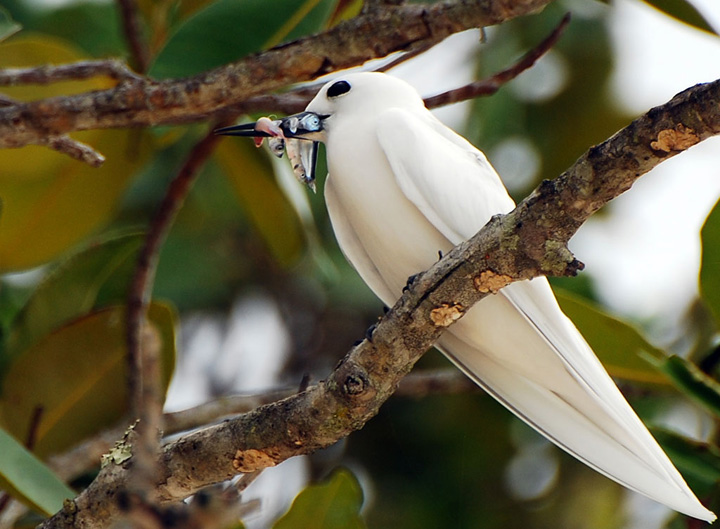 Un assaggio... al volo.....