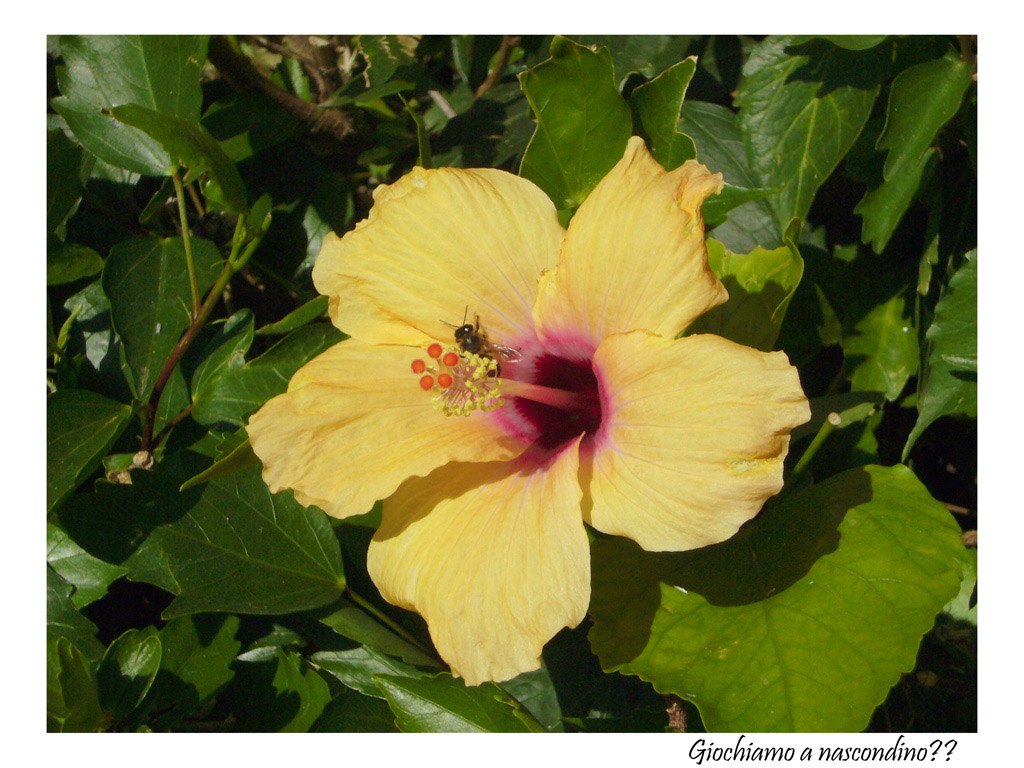 insettino dispettoso!