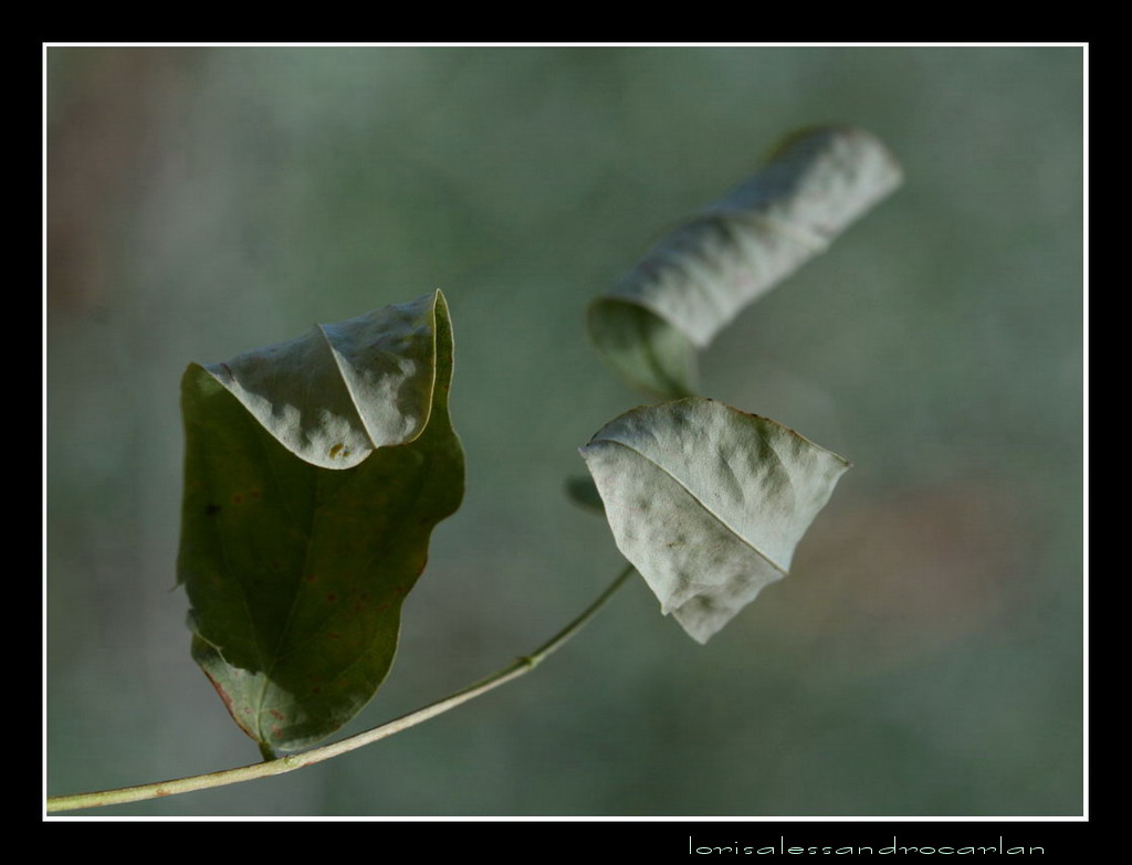 aspettando un alito di vento!