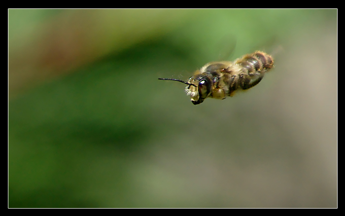 Ape Unicorno (antenna spezzata) in volo