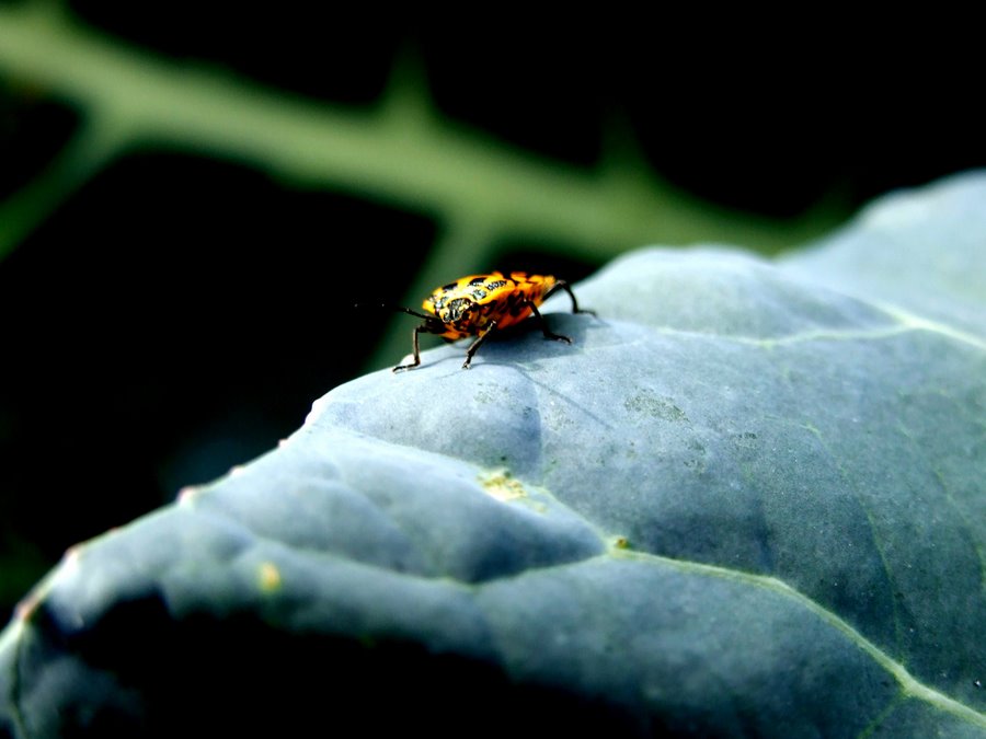 Il mio primo "alieno"...