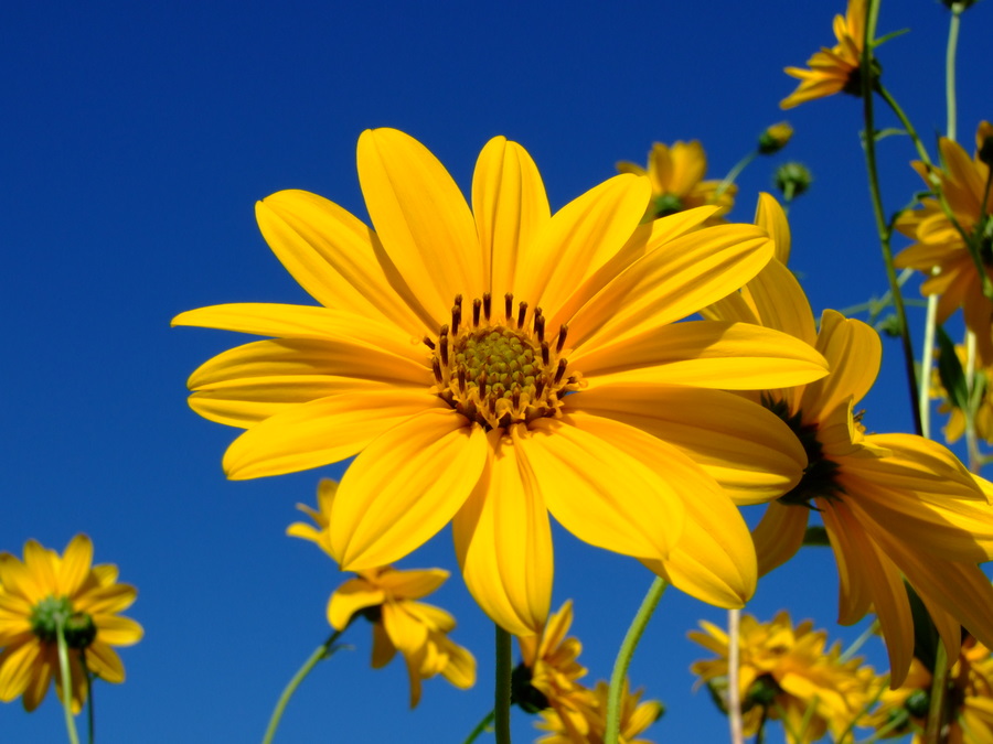Helianthus tuberosus - Topinambur