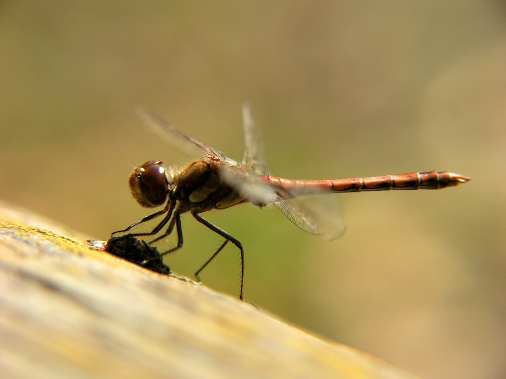 Libellula
