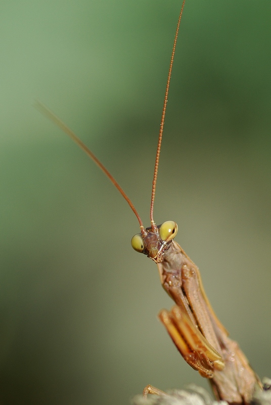 primissima mantide #4