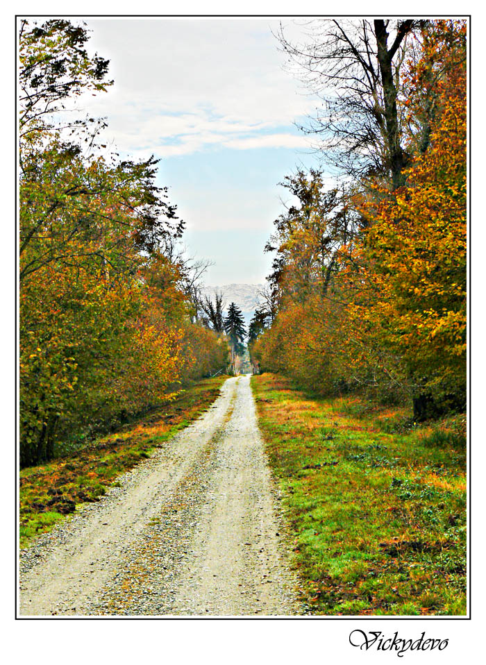 Viale d'autunno