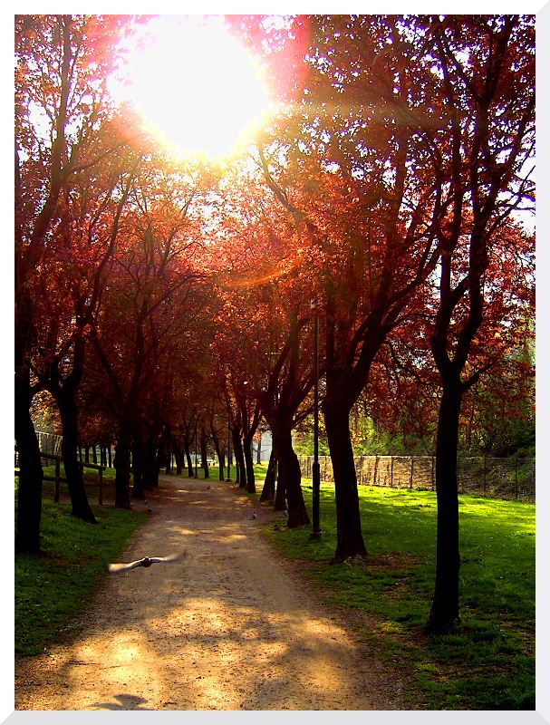 Un Pomeriggio al Parco