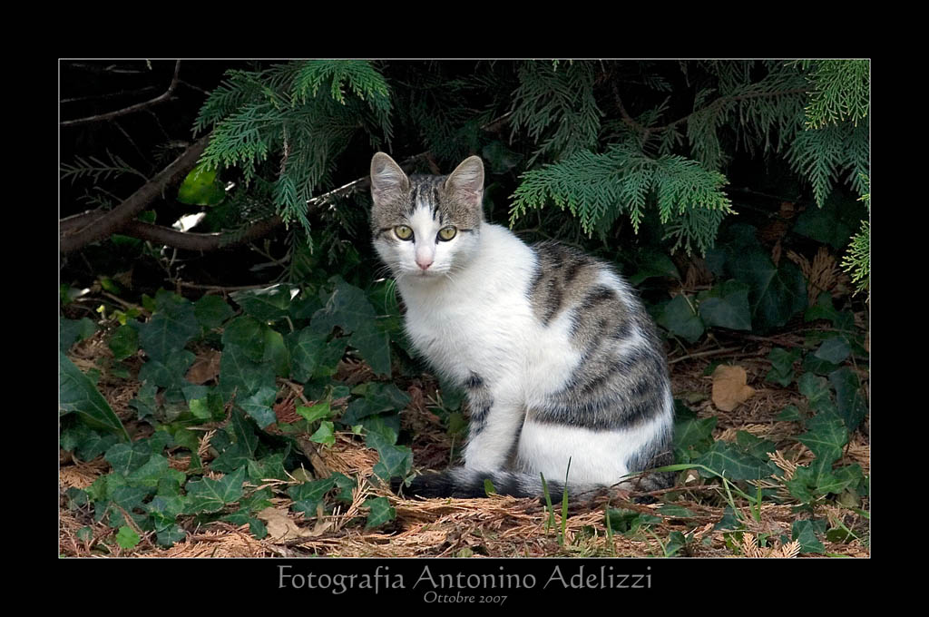 Il mio primo scatto fatto con il Pompone..che ne dite?