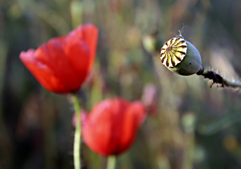 io mamma e papapapavero