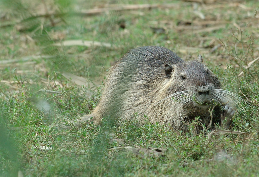 Nutria