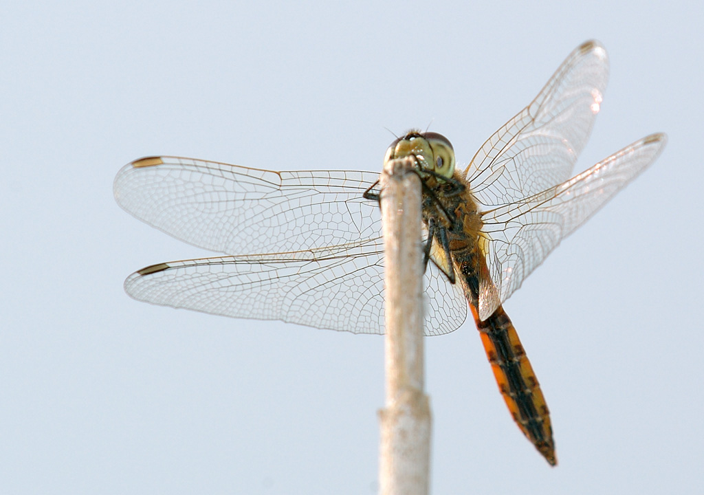 Libellula