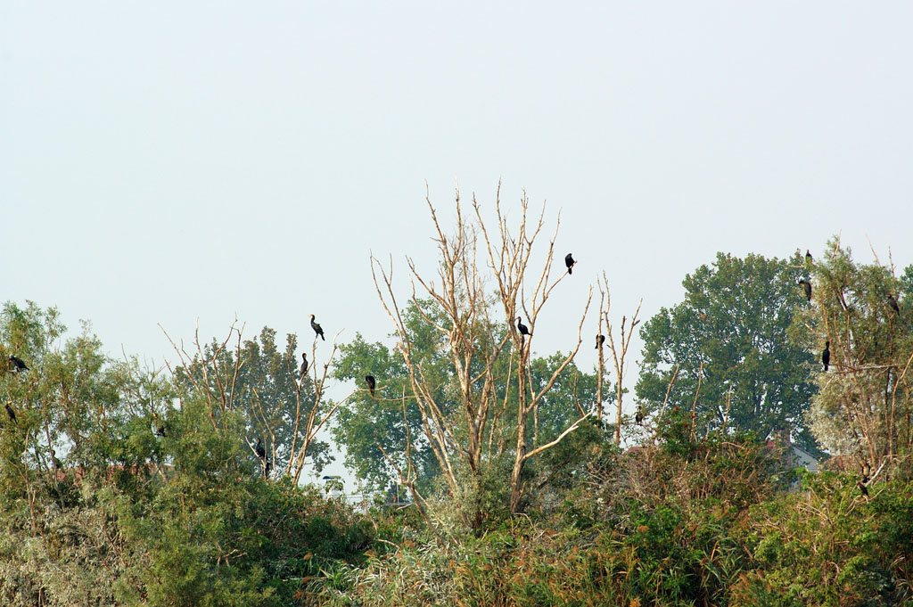 L'albero dei Cormorani