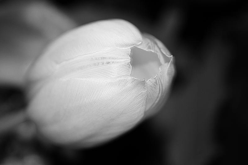 la tulipe blanche