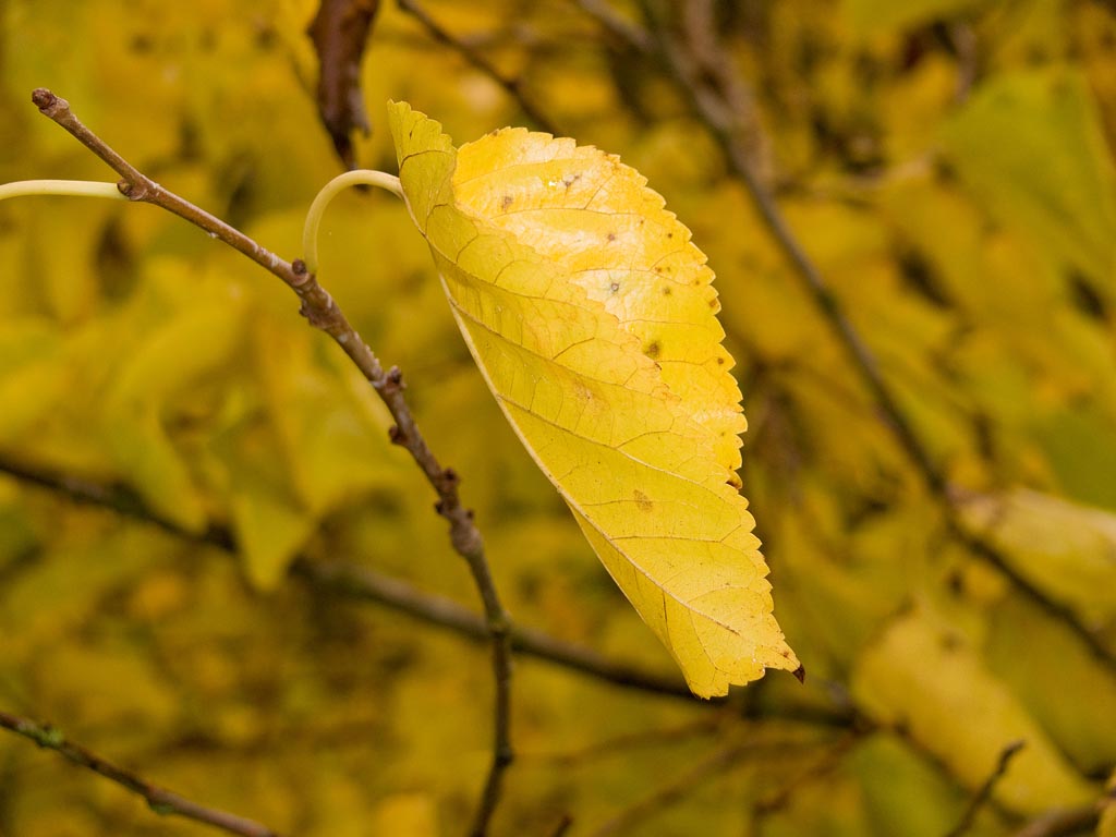 giallo d'autunno