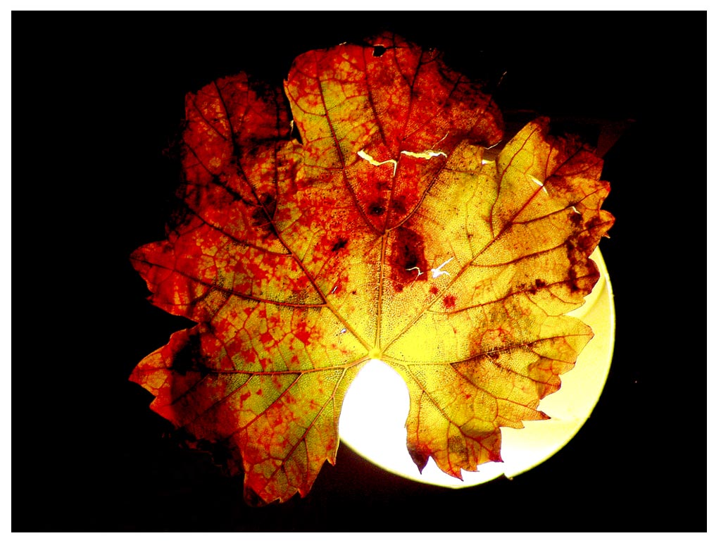 Semplicemente foglia di vite