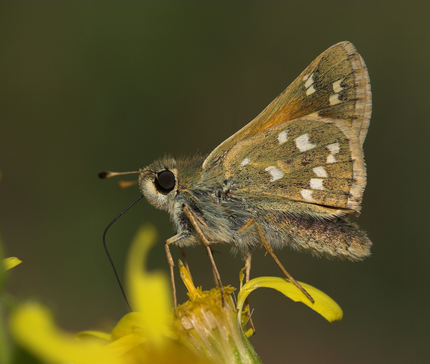 .:.: Farfallina .:.:.