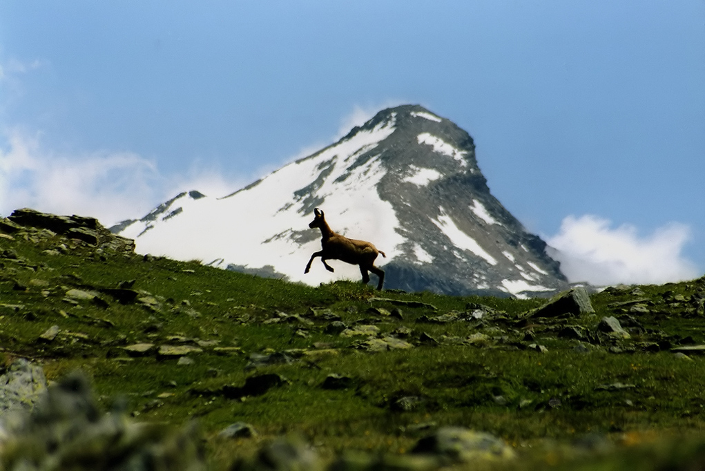 LA DANZA DEL CAMOSCIO....