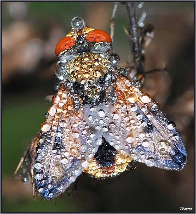 Una livrea di rugiada