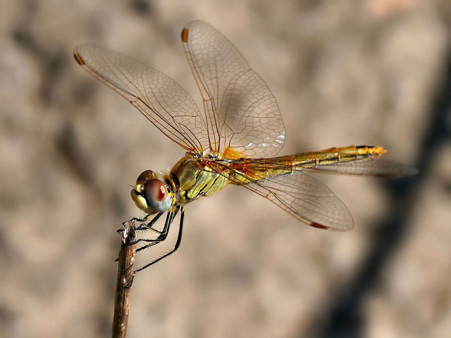 Libellula