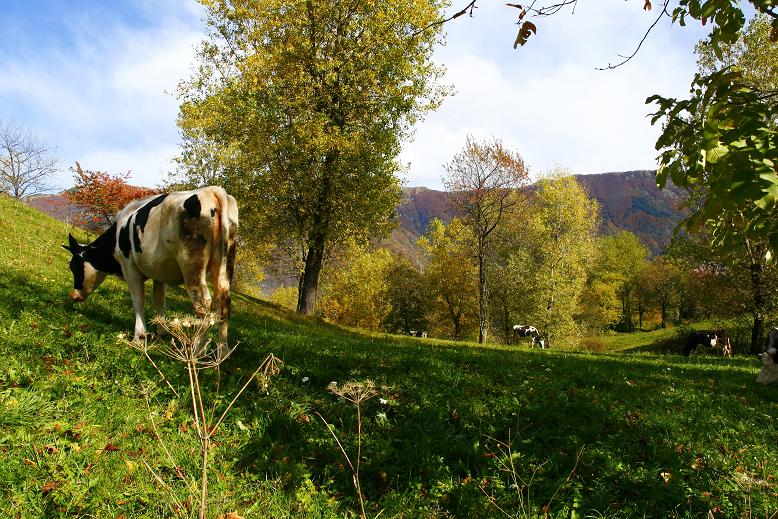 le mucche e l'autunno