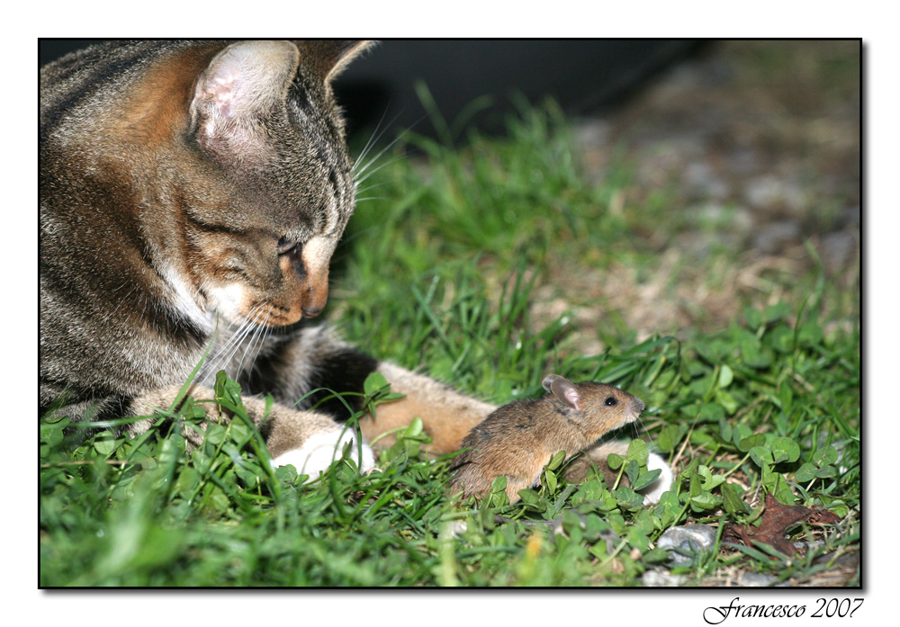 e mo ...... te magno.....