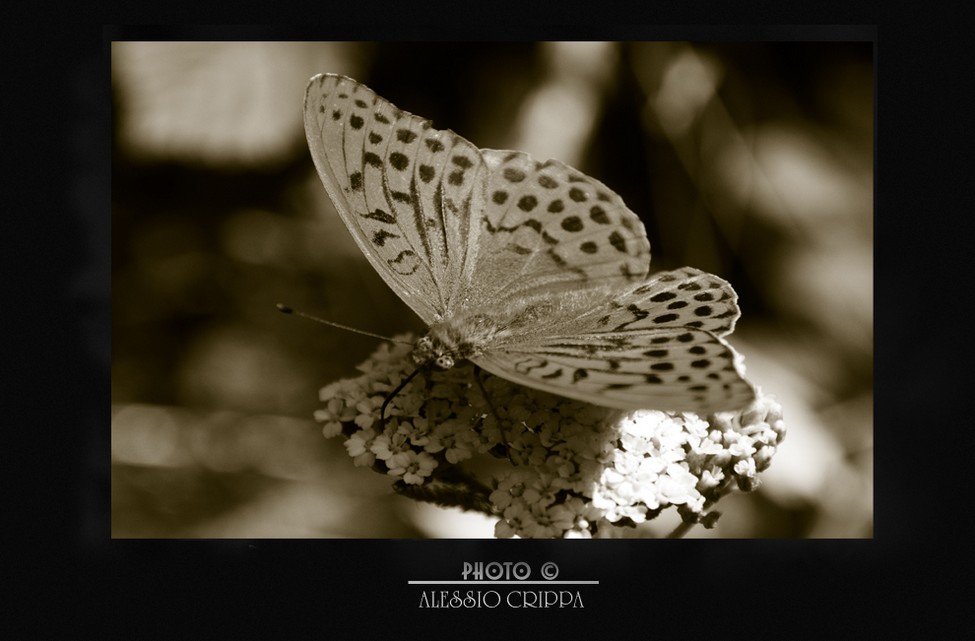 BUTTERFLY BLACK&WHITE