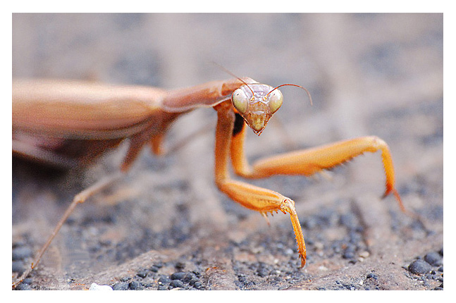 tentativo di una macro...