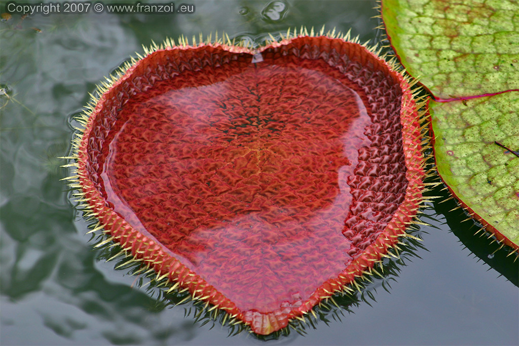 THE HEART - MAURITIUS
